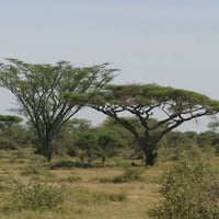بذور طلح السيال ( Acacia johnwoodii )