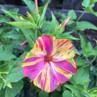 بذور زهرة شب الليل ثنائية اللون - وردي وأصفر ( Mir...