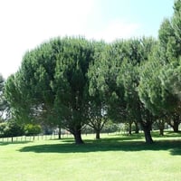 بذور شجرة الصنوبر الثمري ( Pinus pinea )