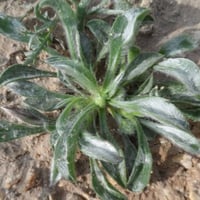 بذور عشبة القريطا - ربلة الوعر ( Plantago ciliata...