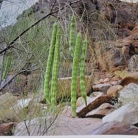 بذور شجرة اليسر - البان العربي - المورينجا العربي...