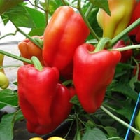 بذور فلفل رومي أحمر ( Capsicum annuum )