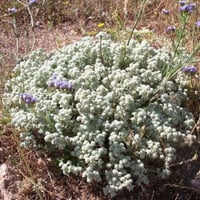 بذور عشبة الجعد ( Teucrium polium )