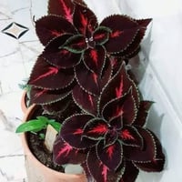 بذور زهرة السجاد ( Coleus Blume )