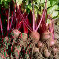 بذور نبات الشمندر - البنجر ( Beta vulgaris )