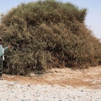 بذور شجيرة القرضي ( Ochradenus baccatus )