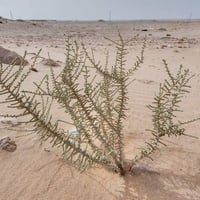 بذور شجيرة العراد الرعوية ( Salsola cyclophylla )