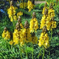 بذور شجيرة كاسيا ديديموبوتريا - شمعدان بني ( senna...