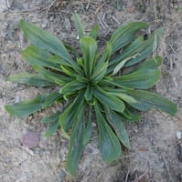 بذور ربلة القاطونة ( Plantago )