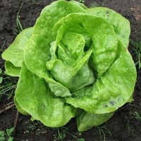 بذور نبات الخس ( Lactuca sativa )