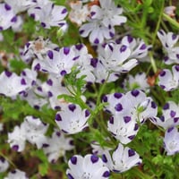 بذور زهرة البقع الخمس ( Nemophila maculata )