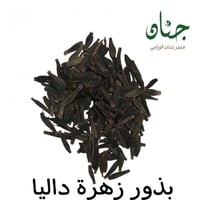 ‫بذور زهرة داليا ( Dahlia decorative )