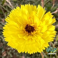 بذور زهرة الحوذان ( Picris babylonica )