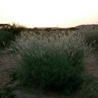 بذور عشبة الضعه ( Lasiurus scindicus )