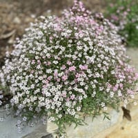 بذور زهور جيبسوفيلا ريبينز ( Gypsophila repens )