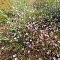 بذور عشبة رخامى الرشا ( convolvulus pilosellifoliu...