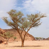 بذور طلح السيال ( Acacia johnwoodii )