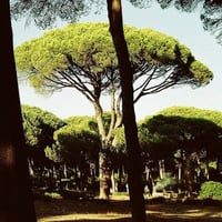 بذور شجرة الصنوبر الثمري ( Pinus pinea )