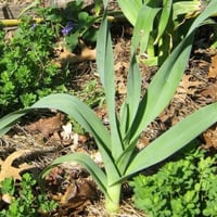 بذور الكراث ( Allium ampeloprasum )