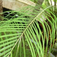 بذور نخيل روبليني القزمي ( Phoenix roebelenii )