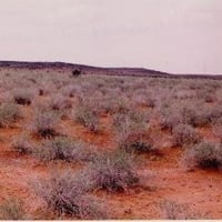 بذور الرمث ( Haloxylon salicornicum )