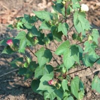 بذور شجيرة القطن المكسيكي ( Gossypium hirsutum )