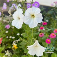 بذور زهرة البيتونيا ( petunia hybrida )