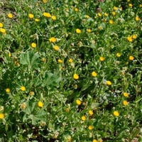 بذور عشبة الحنوة ( Calendula tripterocarpa )