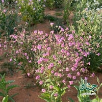 بذور الدهدهان ( vaccaria hispanica )