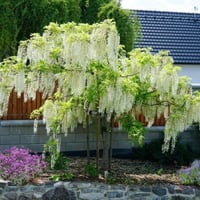 بذور شجرة ويستيريا البيضاء ( "wisteria sinensis "a...
