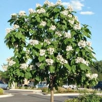 بذور شجرة الكاتالبا الشمالية ( Catalpa speciosa )