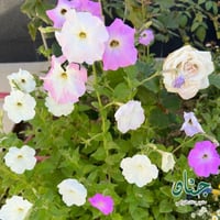 بذور زهور البيتونيا ( petunia hybrida )
