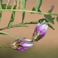 بذور عشبة القفعاء الشهباء ( Astragalus asterias )