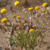 بذور القرقاص - القريص ( Aaronsohnia factorovskyi )