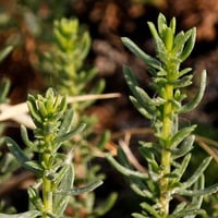 بذور عشبة العاذر ( Artemisia monosperma )