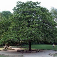 بذور شجرة ترمناليا كاتابا - لوز بحريني ( Terminali...