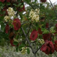 بذور شجرة القاع ( Terminalia prunioides )