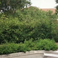 بذور شجيرة بوهينيا الصفراء ( bauhinia tomentosa )