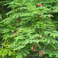 بذور شجرة الصندل المرجاني - مرجان الغابة ( Adenant...