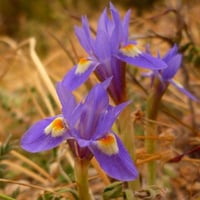 بذور عشبة السوسن البري ( moraea sisyrinchium )
