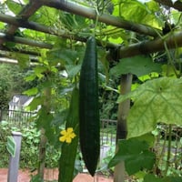 بذور الليف - اللوف ( Luffa )