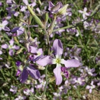 بذور الشقارى ( Matthiola longipetala )
