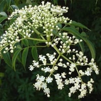 بذور النيم ( Azadirachta indica )