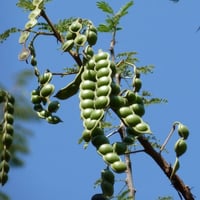 بذور القرض الافريقي ( Acacia nilotica )