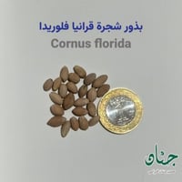 بذور شجرة قرانيا فلوريدا ( Cornus florida )