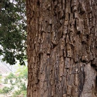 بذور شجرة اللبخ العملاق النادرة ( Mimusops laurifo...