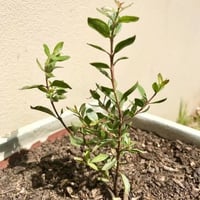 بذور شجرة الحناء البلدي ( Lawsonia Inermis )