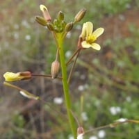 بذور عشبة الحرشاء ( Brassica tournefortii )