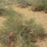 بذور شجيرة ارطى النفود - العبل ( calligonum comosu...