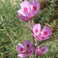 بذور زهرة وداع الربيع - جوديشيا ( Clarkia amoena )